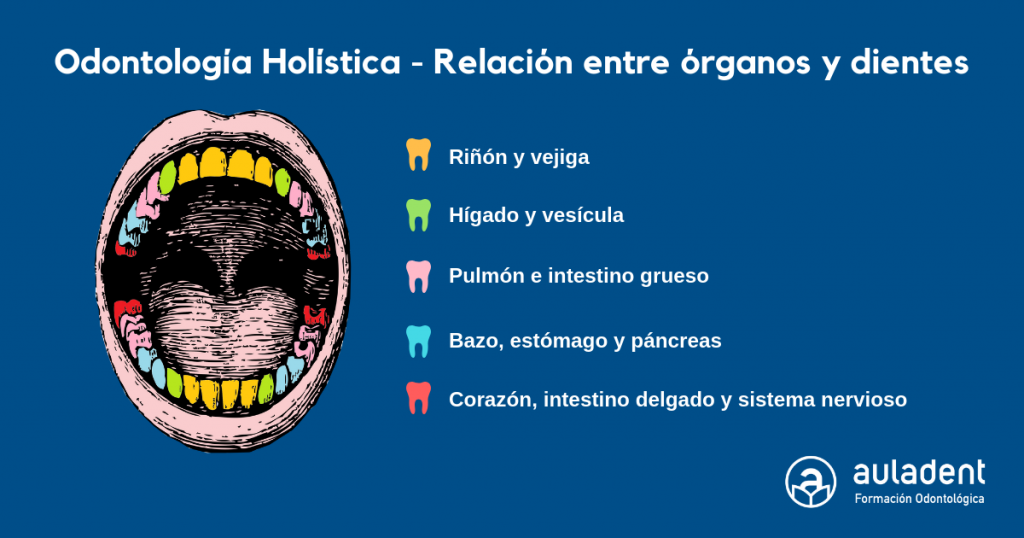 Odontología Holística. Relación entre órganos y dientes